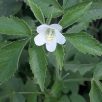 Hibiscus lobatus (Murray) Kuntze